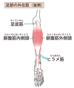 肉離れ もも裏 ふくらはぎの痛みでお困りの方は 浜松市浜北区のかがやき鍼灸整骨院まで